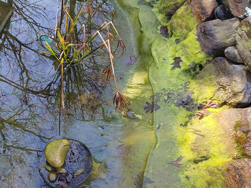 Aquatic Plants - Backyard Ponds, LLC