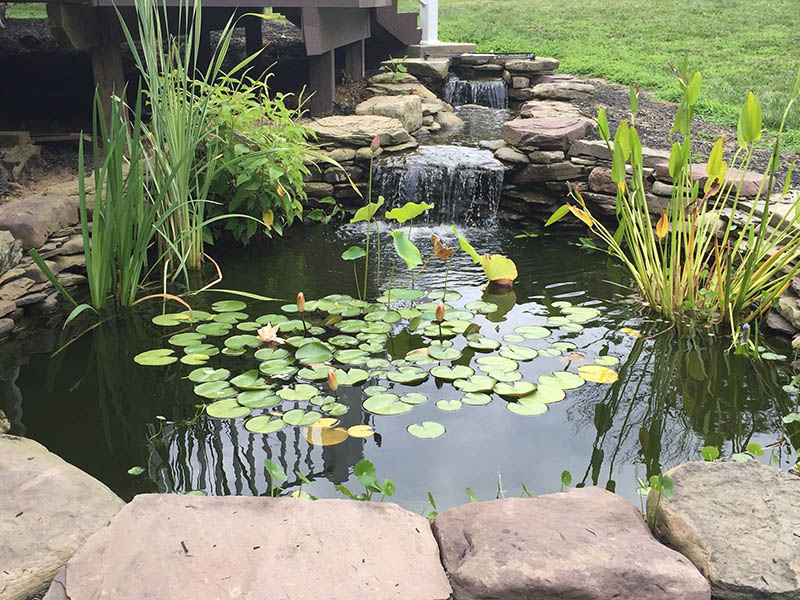 Gallery - Backyard Ponds, LLC