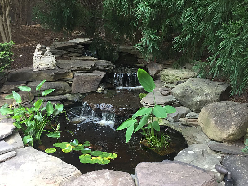 Gallery - Backyard Ponds, LLC