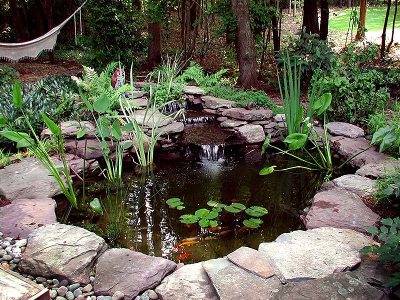 Gallery - Backyard Ponds, LLC