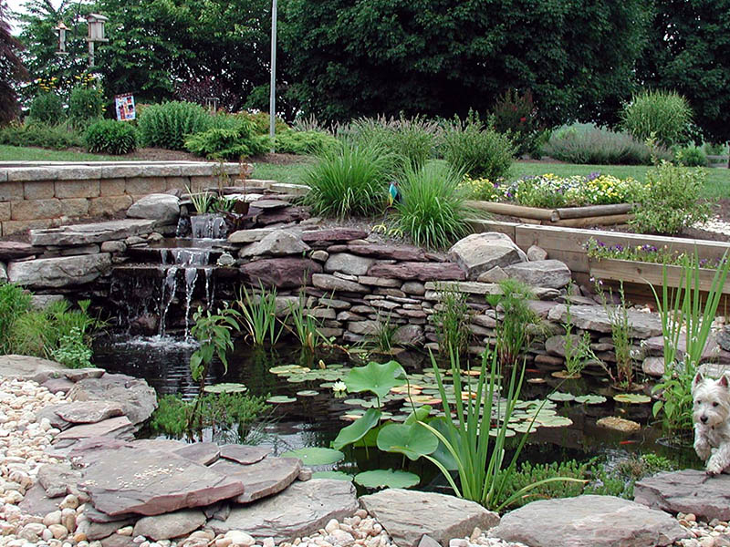 Gallery - Backyard Ponds, LLC