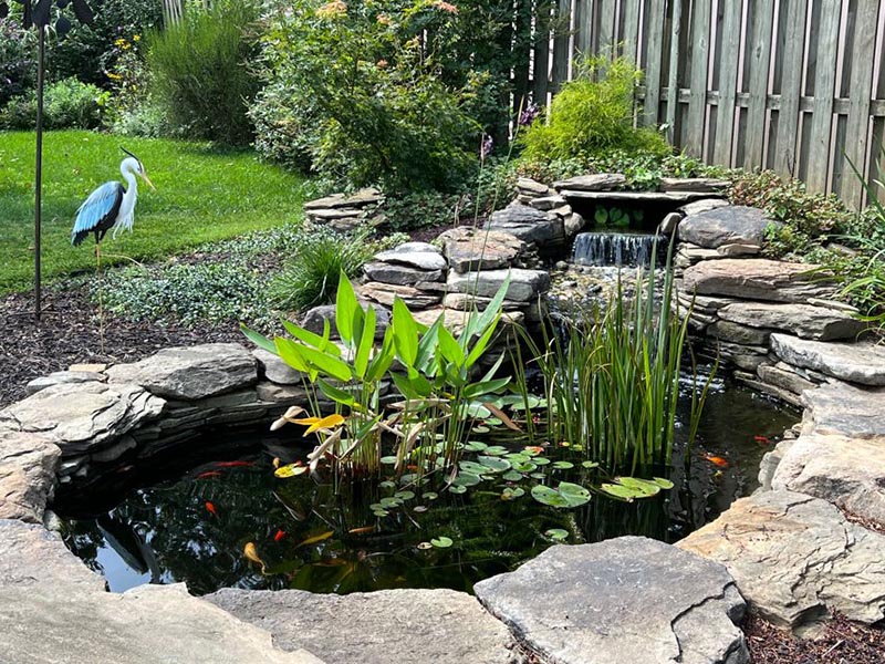 Gallery - Backyard Ponds, LLC