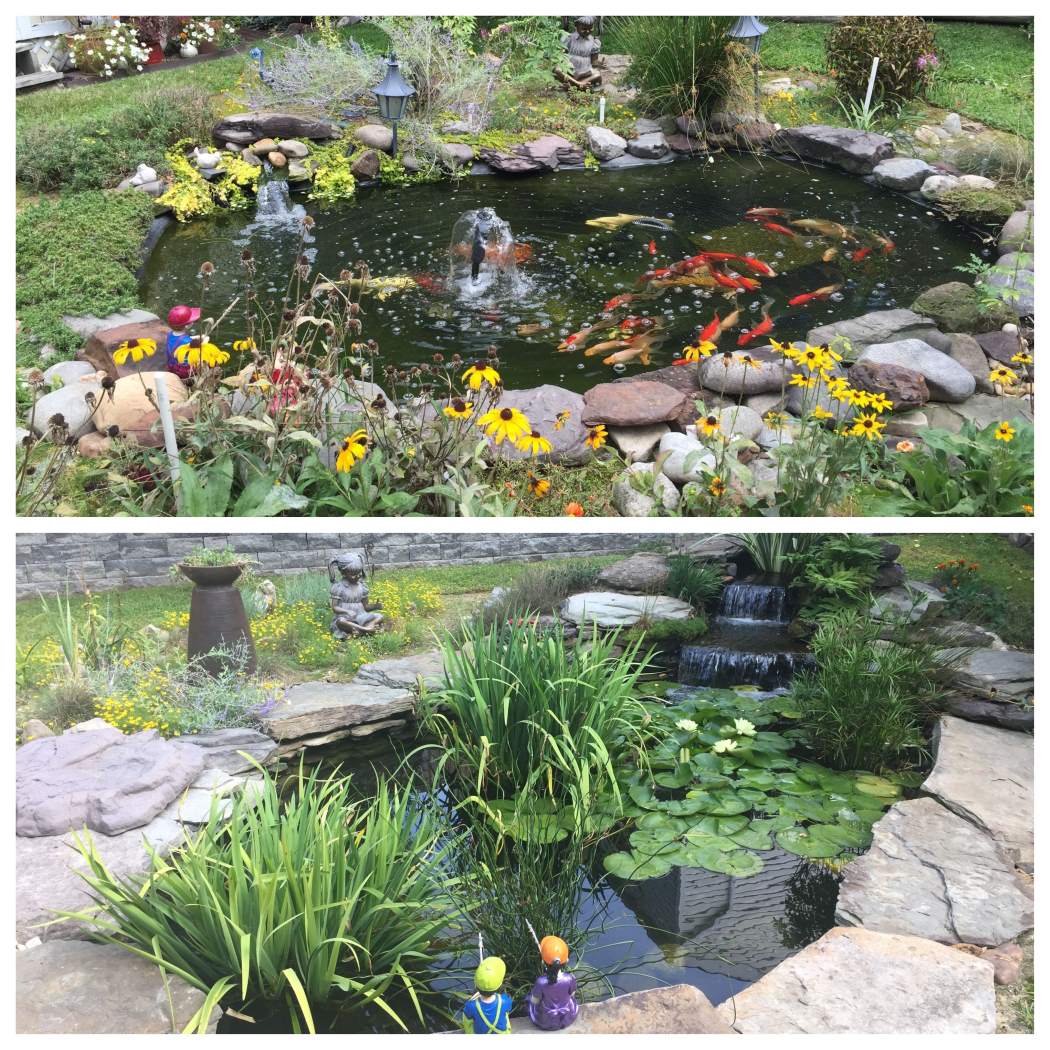 Pond Cleaning - Backyard Ponds