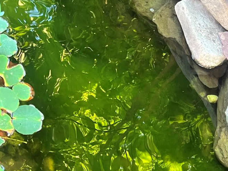 Algae Control - Backyard Ponds