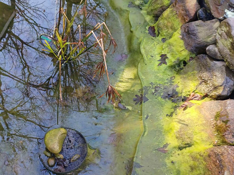 Algae Control - Backyard Ponds (4.1) Backyard Ponds, LLC