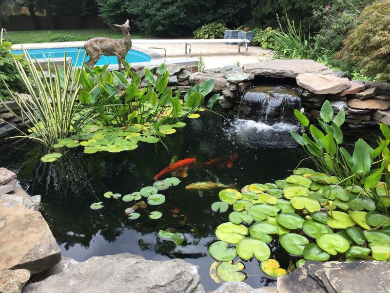Koi Ponds, Fountains, Waterfalls - Maintenance & Installation, Rockville, Maryland-MD